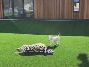 Dog-friendly artificial lawn in Exeter